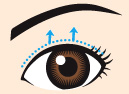 眼瞼下垂法【埋没法・切開法】イメージ