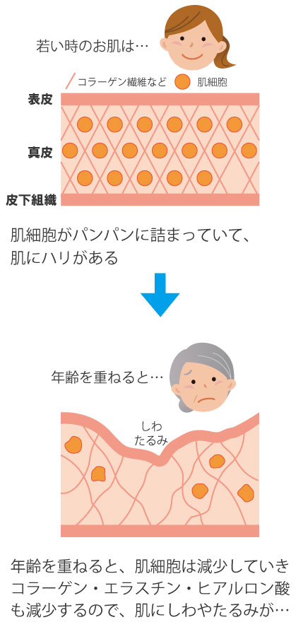 肌再生治療 真皮線維芽細胞 銀座の美容整形外科 美容皮膚科ならノエル銀座クリニック 公式